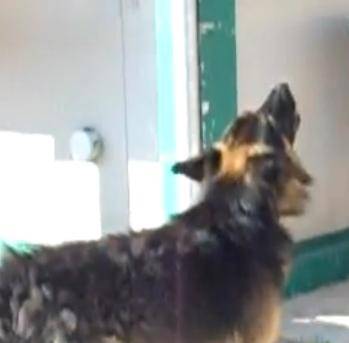 VILLA SANT’ANGELO: UCCISO ARTURO, IL CANE CHE CANTAVA L’INNO