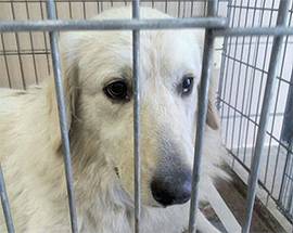 L’AQUILA: CATTURATO CANE RANDAGIO AL PARCO CASTELLO, ANIMALISTI IN RIVOLTA