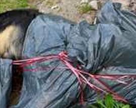 PINETO: CARCASSA DI UN CANE DENTRO UNA BUSTA SULLA SPIAGGIA