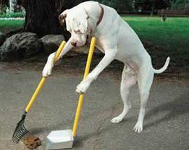 MONTESILVANO: ‘SHIT DAY’, MULTE A CHI NON PULISCE CACCA DEL CANE