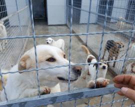 REGIONALI: PIU’ DIRITTI PER ANIMALI, ASSOCIAZIONI INCONTRANO CANDIDATI PRESIDENTI