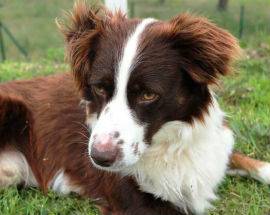 L’AQUILA: A SAN GIACOMO SMARRITO OTTO, CANE METICCIO ROSSO E BIANCO