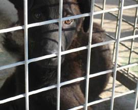 L’AQUILA: CATTURANO CANE, VETERINARI ASL INSULTATI DA CITTADINI