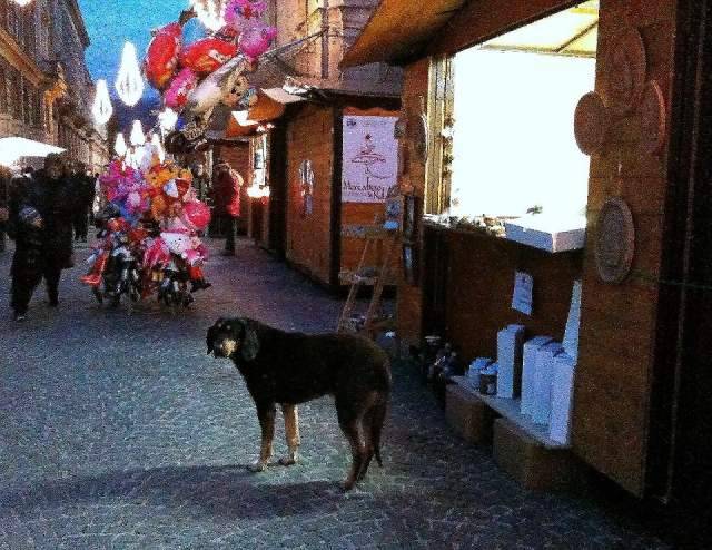 L’AQUILA: E’ MORTO CHICCO, UNO DEI CANI STORICI DELLA CITTA’