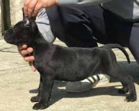 CANE CON LE ORECCHIE TAGLIATE: DENUNCIATO GIOVANE DI LANCIANO