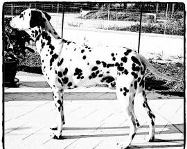 L’AQUILA: SI CERCA CANE DALMATA SCOMPARSO TRA MONTICCHIO E SANT’ELIA