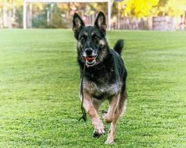 ADDIO A FALCO, CANE EROE DEI VIGILI DEL FUOCO CHE SALVO’ 3 BIMBI A RIGOPIANO