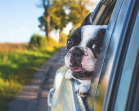 VACANZE: UN ITALIANO SU 5 IN VIAGGIO CON CANI E GATTI, MA ANCHE PESCI E TARTARUGHE