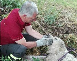 CANE SCIVOLA NEL FIUME PESCARA, SALVATO IN EXTREMIS DAI VIGILI