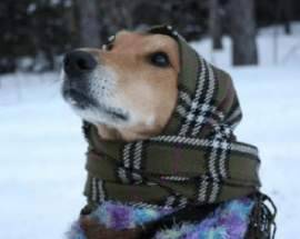 INVERNO IN ABRUZZO: -19.6 A PIANO AREMOGNA, MINIMA L’AQUILA OVEST -10.1, A PESCASSEROLI -7.2