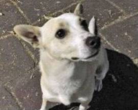 AVEZZANO: CANE LANCIATO DAL FINESTRINO RITROVA I PADRONI  ERA STATO RUBATO