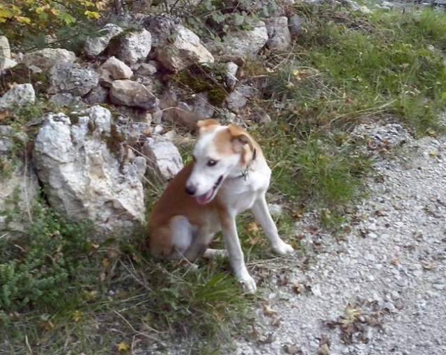 L’AQUILA: CANE ABBANDONATO ALLA IENCA CERCA PADRONE