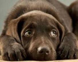 SPARO’ A CANE DEL VICINO A BUCCHIANICO, PATTEGGIA PENA