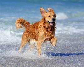 MONTESILVANO: RICONFERMATA PER L’ESTATE 2018 LA SPIAGGIA ”PET FRIENDLY”