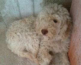 L’AQUILA: TROVATO UN CANE VICINO BARETE, HA COLLARE