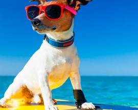ROSETO: CANI AL MARE A ORA DI PRANZO O TARDA SERA, LA PROPOSTA DEL SINDACO