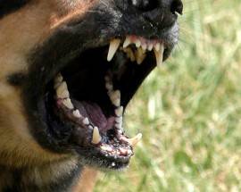 FOSSA: MADRE E FIGLIO AGGREDITI DA CANI, APERTA INCHIESTA