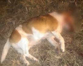 L’AQUILA: TRAVOLGE CANE, FA CAUSA A COMUNE CHE SI OPPONE, “DENUNCIA SENZA RIFERIMENTI”