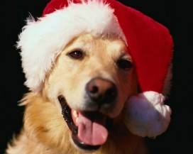 NATALE: CENA BENEFIT, DOLCI E CALENDARIO PER SOSTENERE I RANDAGI DELL’AQUILA