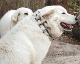 CAPESTRANO: FAMIGLIA AGGREDITA DA OTTO CANI PASTORI ABRUZZESI