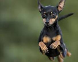 BUCCHIANICO: SPARA  A CANE DEL VICINO, DENUNCIATO 58ENNE
