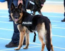 CANE POLIZIOTTO SCOVA HASHISH, SGOMINATO SPACCIO NEL TERAMANO
