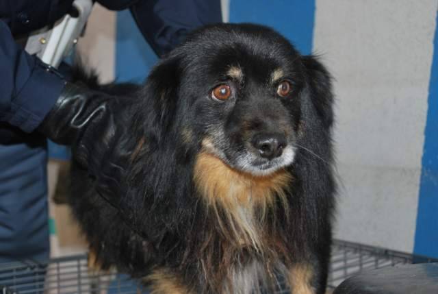 PESCARA: POLIZIOTTI ”TENERI” SALVANO CANE E LO CURANO