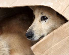 PESCARA: UNA RACCOLTA ALIMENTARE PER AIUTARE I CANI E E GATTI DEL CANILE DI VIA RAIALE, ”BASTA PICCOLO DONO”