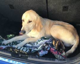 TERAMO: DUE CANI SULLA STATALE, SALVATI DA UNA CITTADINA