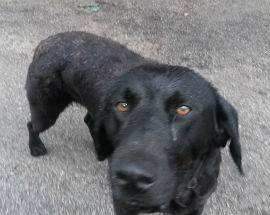 L’AQUILA: SMARRITO CANE SORDO E ANZIANO DI RAZZA BRETON