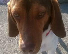 L’AQUILA: CANE SMARRITO E SENZA CHIP,  SI CERCA PADRONE