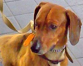 L’AQUILA: SMARRITO UN CANE DI PICCOLA TAGLIA IN ZONA SAN GIACOMO