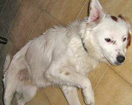 L’AQUILA: SMARRITO CANE METICCIO BIANCO E MARRONE A BARETE