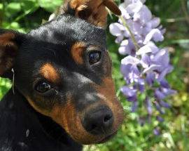 L’AQUILA: SMARRITO CANE DI PICCOLA TAGLIA A CIVITATOMASSA