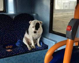 TUA: AUTISTA NON FA SALIRE CANE, ”MA C’E’ REGOLAMENTO CHE LO CONSENTE”