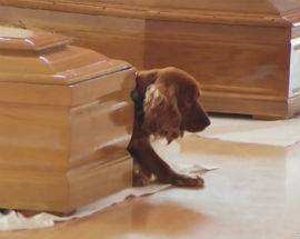 SISMA CENTRO ITALIA: IL CANE NON VUOLE LASCIARE LA BARA DEL SUO PADRONE