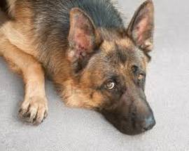 LEGATO E TRASCINATO DA AUTO AGUZZINO FERISCE IL SUO CANE
