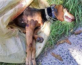 L’AQUILA: CANE INVESTITO E UCCISO, DENUNCIA A CHI NON SI E’ FERMATO