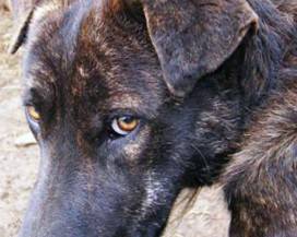 SEQUESTRATO ALLEVAMENTO LAGER DI CANI NEL CHIETINO