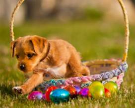 ”DOLCEZZE DI PASQUA”: LE UOVA PER AIUTARE IL RIFUGIO DELLA LEGA DEL CANE