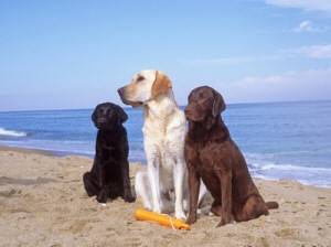 L’AQUILA:  RIAPRE IL DOG BEAUTY CENTER