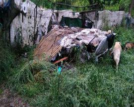 CANI ABBANDONATI TRA I RIFIUTI TOLTI DAL DEGRADO A TERAMO