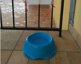 CIOTOLA D’ACQUA PER CANI FUORI I NEGOZI, COMMERCIANTE AQUILANA LANCIA IDEA