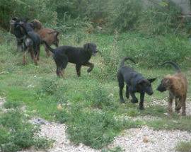 MUORE IL PADRONE, 32 CANI RIMASTI SOLI CERCANO CIBO MEDICINE E AIUTO A TERAMO