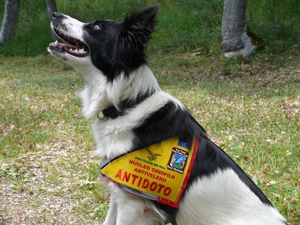 L’AQUILA: ”ANTIDOTO”, NUCLEI CINOFILI ANTIVELENO IN SOCCORSO ANIMALI