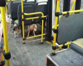 TUA: ”AUTISTA NON FA SALIRE CANE CON MUSERUOLA SUL BUS”, E’ PROTESTA