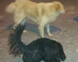 LANCIANO: CANI AVVELENATI A MARCIANESE, LA DENUNCIA DEI PROPRIETARI