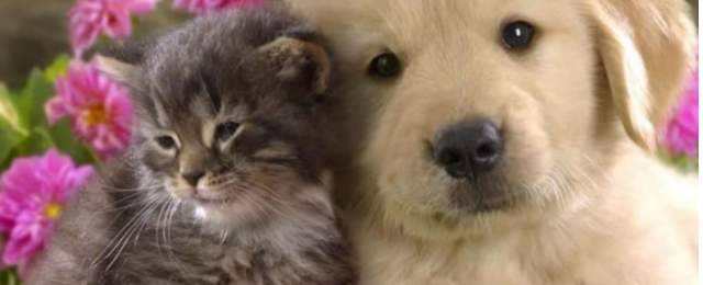 CANI E GATTI IN CITTA’: IN ABRUZZO PROMOSSA TERAMO, BOCCIATE PESCARA E CHIETI