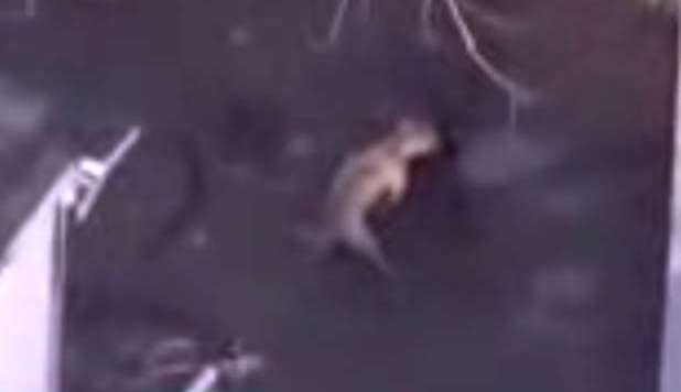 CANI SI ACCOPPIANO E POI MUOIONO NELL’INCENDIO, IL TG LI RIPRENDE