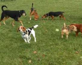 CHIETI: CANI SENZA GUINZAGLIO, SANZIONATI PROPRIETARI, MULTE FINO A 900 EURO